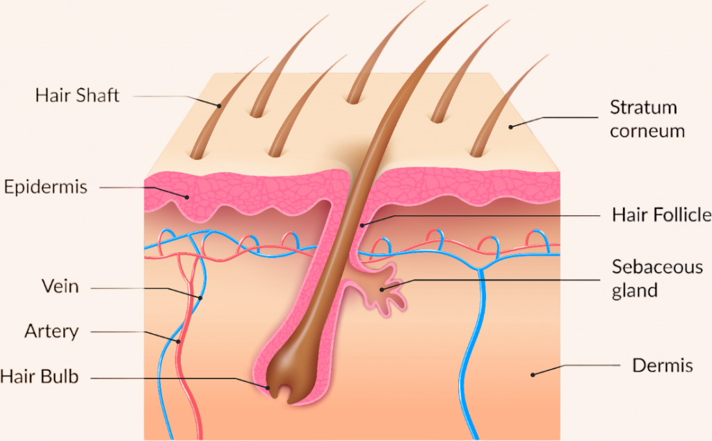 Hair science